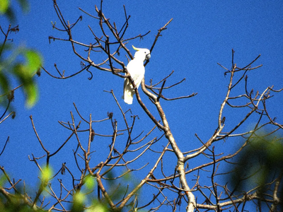 Preserving Nature in West Sumbawa: The AMMAN–BKSDA NTB Partnership for Sustainable Conservation